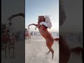 Purebred Arabian Horse ArabianHorse Arabian Horse Horses Horseriding Stallions