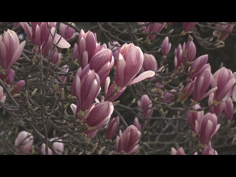 Kanizsa TV Híradó - Tulipánfa vagy Magnólia?