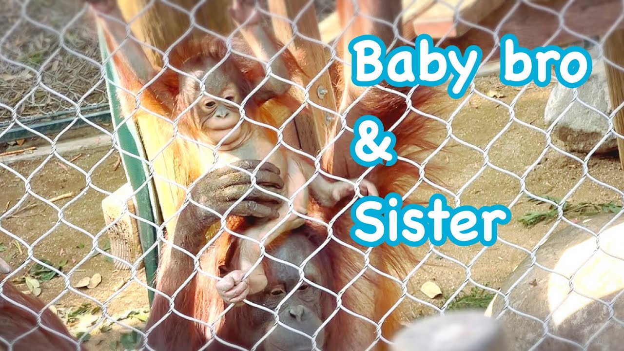 オランウータン🦧イシムとゲンザ✨💕 Mom Kalim and baby boy🌟💖