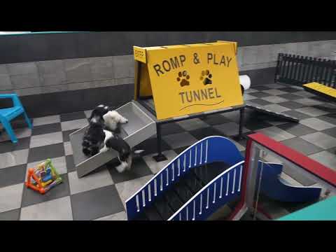 Kennel Tour: Rebar Family Pets