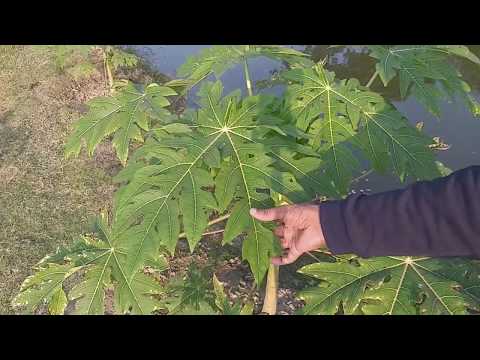 পেঁপের পাতা পোড়া সমস্যা ও সমাধানে করণীয়