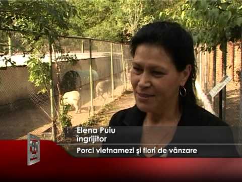 Porci vietnamezi și flori de vânzare