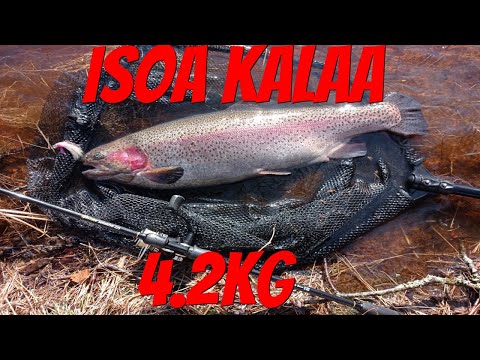 Enkat paukkuu | Kirjolohi 4.2kg | Merikarvianjoki | Kalastus