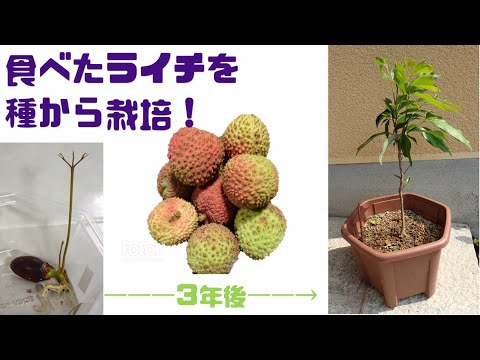 園芸 ライチ石の種まき