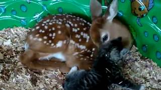 Baby Deer Baby kitten in love Video