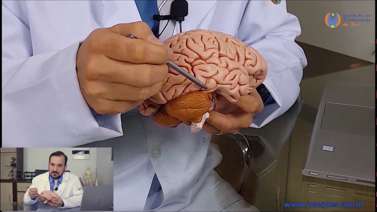 Anatomia Humana SISTEMA NERVOSO PARTE 1 (PRÁTICA)