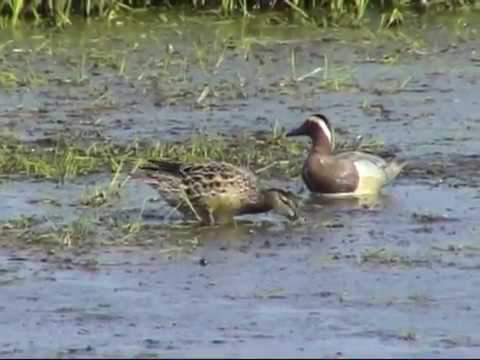 Knäkente (Anas querquedula) - Garganey - Ein Video von KLAUS TAUX