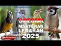 MASTERAN SPESIAL LEDAKAN 2024 KOMPILASI MEWAH UNTUK SEMUA JENIS BURUNG MURAI BATU DAN CUCAK IJO