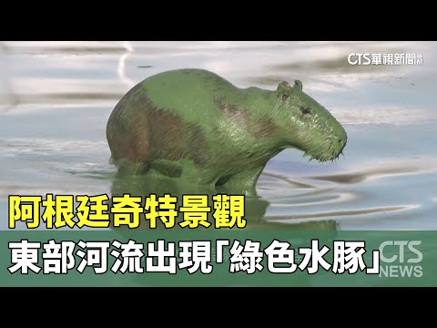 阿根廷奇特景觀　東部河流出現「綠色水豚」