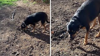 Adorable pup loves burying her treats #shorts