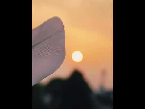 My 1st Short ✨🥳#birdtrend  #sunset #nature #subscribe