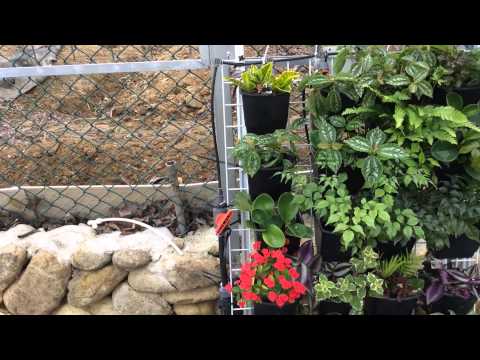 Aquaponics and Hydroponics are in operation side by side with each other