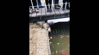 Download lagu kucing nangkap ikan mp3