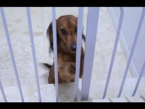 Do You Love Animals?