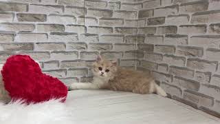 ミヌエットの動画01