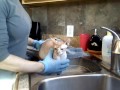 Sphynx - Cómo bañar a tu gato Sphynx
