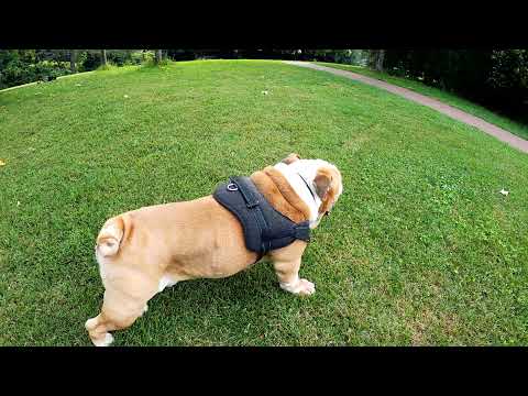 🐕 dog 🐕😀😄