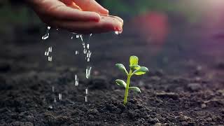 Seed's Germination .. Magical Journey