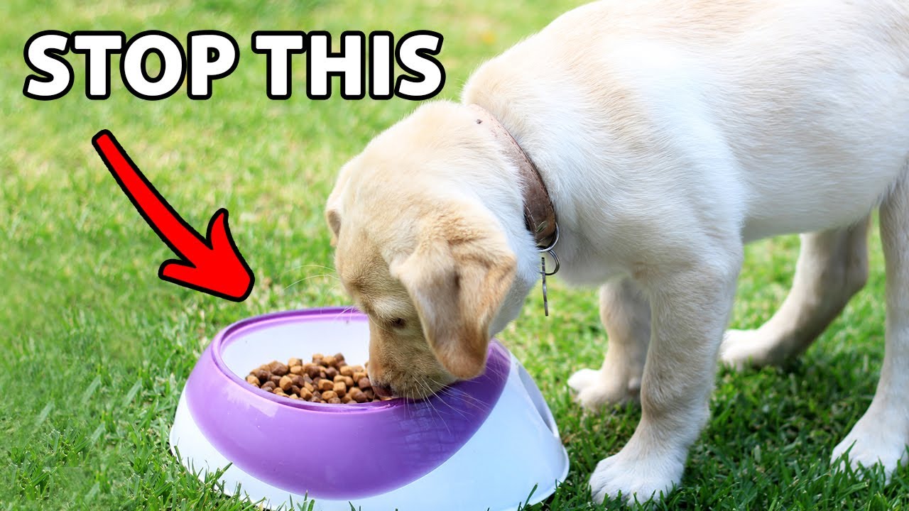Stop Feeding Your Dog In A Food Bowl