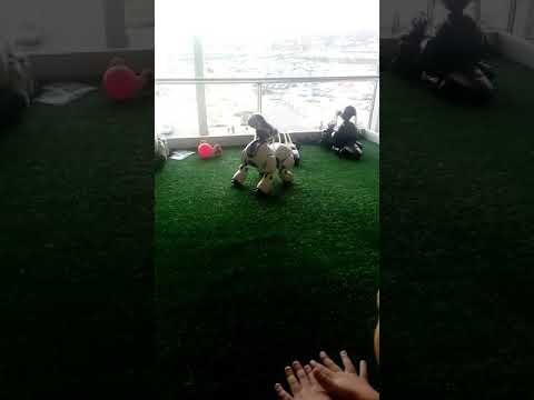 СобаКа РОБот.мир (РОБОТОВ.dog.обзор инТеракТиВная Собака!!:dog