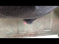 Penoplasty Persistent Frenulum Repair In A Sale Bull
