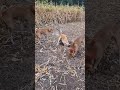 farm dogs searching for rats in the field