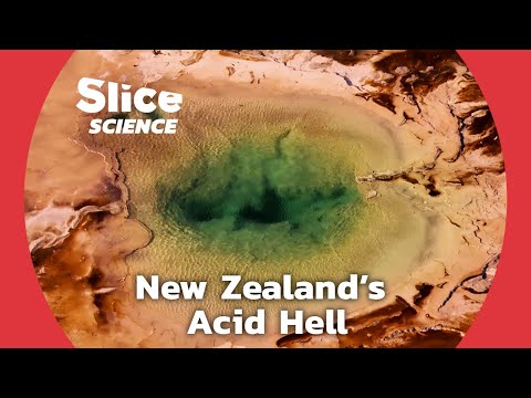 Survival in Extremes: New Zealand’s Acid Pools | SLICE SCIENCE
