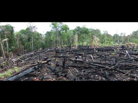 Tagesdosis 31.08.2019 - Brennende Wälder der Vormarsch des Geoengineering? (kV)