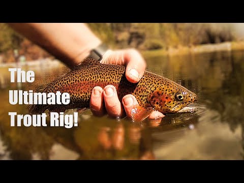How to Catch Trout with a Drop Shot - Trout Fishing Basics