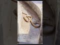 Anaconda Attack Youtubeshorts Wildlife Lifeisbutadream Bigcats Animals Wildcats Wildanimals