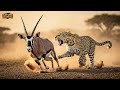 NAMIBIA SELVAGGIA Sopravvivenza Estrema Nei Deserti Ostili Dell Africa Documentario Animale