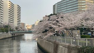 Sakura Season in Osaki, Tokyo 2025 3.26-4.27