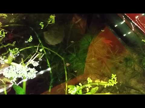 Cambarellus Patzcuarensis Zuchtbecken