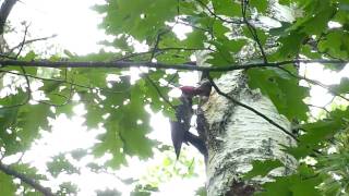 preview picture of video 'Pileated Woodpecker Feeding Chicks'