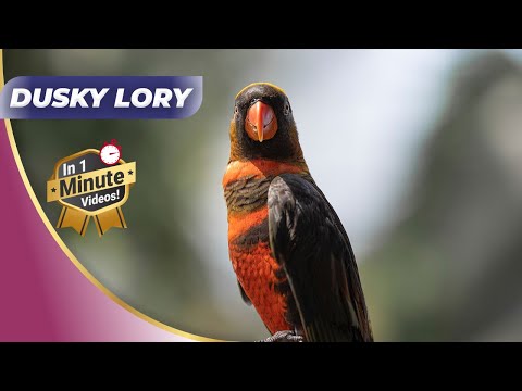 🦜 Beautiful Dusky Lories Get Mesmerized Charming Parrot! 🌟
