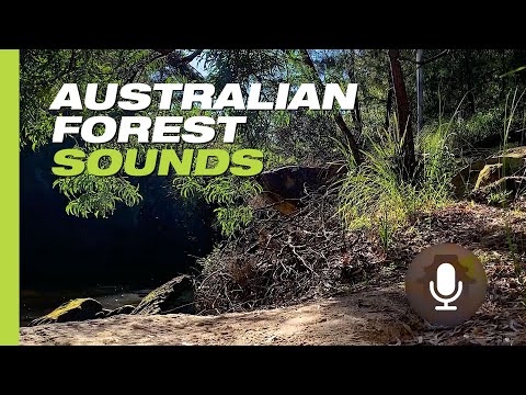 Australian Forest 🌲🌲 Sounds, Nature Sounds for Relaxation | 8 Hours