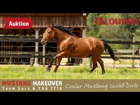 Freies Reiten nach 3 Monaten? So cool ist Louven's Amadeus!😎 - Team Lara | MUSTANG MAKEOVER 2024