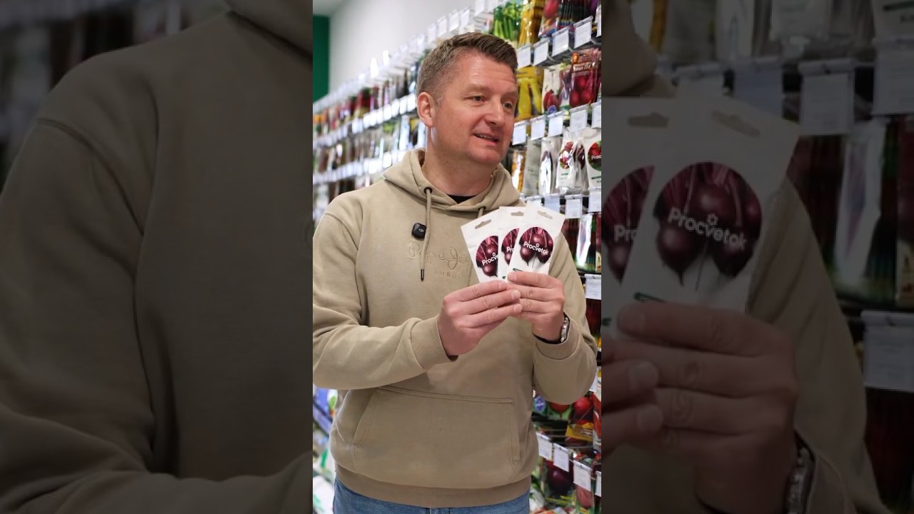 Самая популярная свекла в этом году! И это не Цилиндра и не Бордо