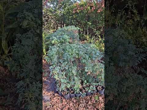 Regalamos ruda en Pueblo General Belgrano, Gualeguaychú, Entre Ríos #inviernoengualeguaychu