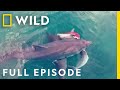 Sharks Vs Dolphins Blood Battle Full Episode Nat Geo Wild