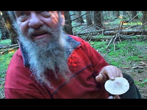 Almindelig Rabarberhat/ Svampeekspert Sten Larris/ Djursland 2015