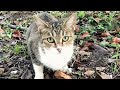 Female Tuxedo Cat And Two Brown Grey Tabby Cats In The Early Evening 22 Oct 2023 Cat Cats Catvide