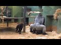 Wild Mating Of GORİLLAS Little Monkey Watching Them