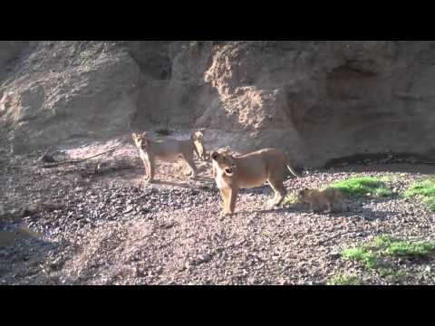 Vidéo amusante sur les lions