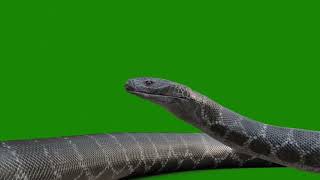Download lagu Naagin 7 | Shesh Naag - Snake | Green Screen Animations | Free to use | No Copyright mp3 Download lagu Naagin 7 | Shesh Naag - Snake | Green Screen Animations | Free to use | No Copyright mp3