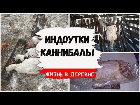 Деревенские будни. Заболела птица. Жизнь в деревне.