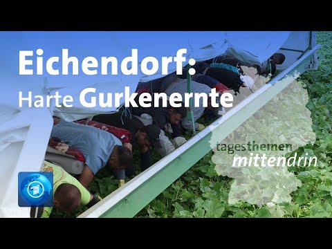 Eichendorf: Einer der härtesten Jobs der Landwirtschaft | tagesthemen mittendrin