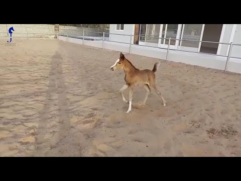 💫 filly of  EMAR AVI🦄 at JUMEIRAH STUD