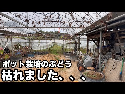 根をよく発達させるためにブドウの木を植える