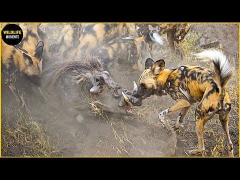 45 Scary Moments Wild Dogs Ripped Warthog @swagwildlifemoments